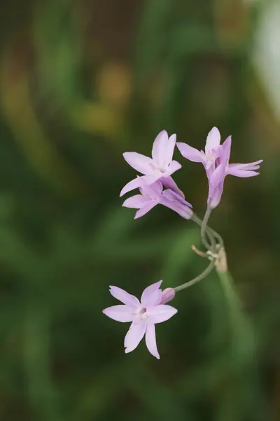 Beauty of flower in garden — Stock Photo, Image