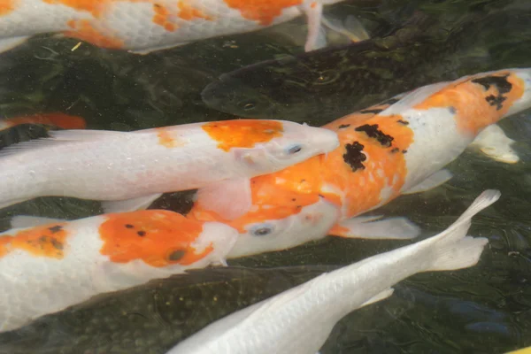 Ikan koi berwarna-warni di kolam — Stok Foto