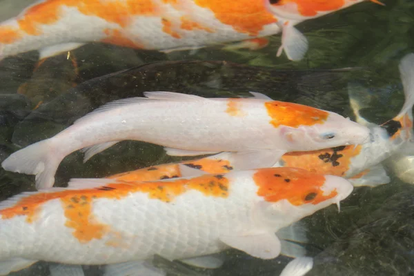 Ikan koi berwarna-warni di kolam — Stok Foto