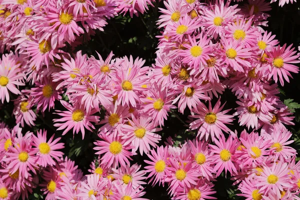 Chrysanthemen mit Naturhintergrund — Stockfoto