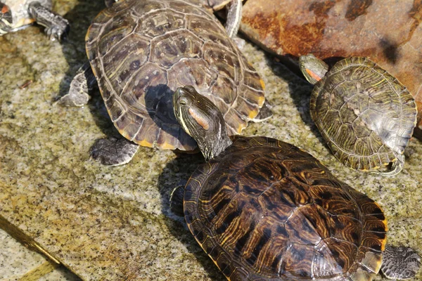Eine Schildkröte im Pool — Stockfoto