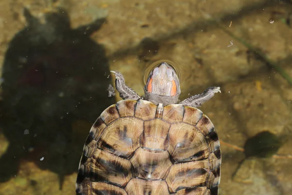 Eine Schildkröte im Pool — Stockfoto