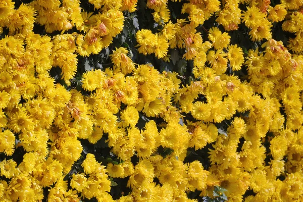 Chrysanthemum with nature background — Stock Photo, Image