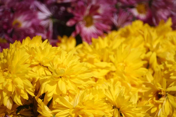 自然の背景に菊 — ストック写真