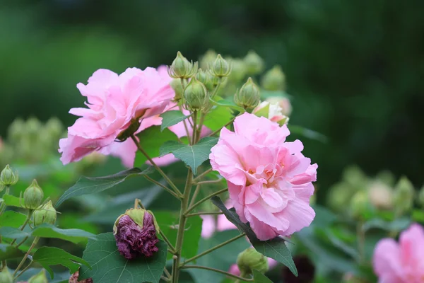 Pink mutabilis hibiscus flowers in garden under sunshine — Stock Photo, Image