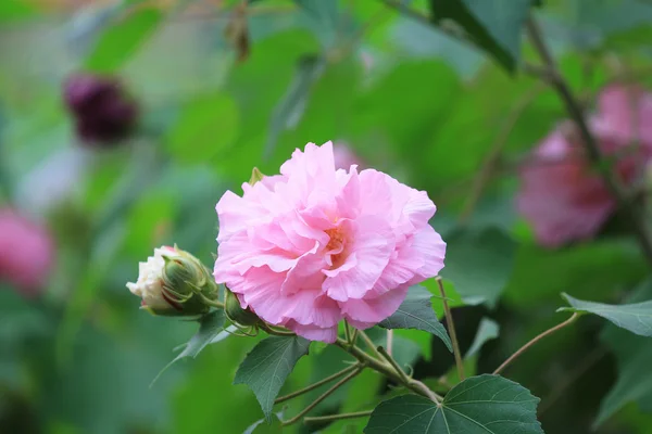 Рожеві м'які квіти гібіскуса в саду під сонцем — стокове фото