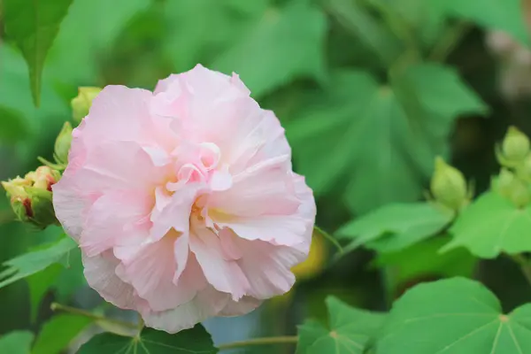 Рожеві м'які квіти гібіскуса в саду під сонцем — стокове фото