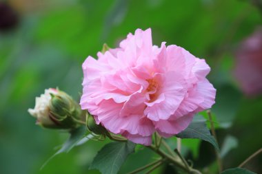 pembe mutabilis hibiscus çiçek bahçesinde güneş ışığı altında