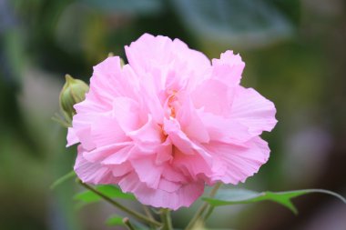 pembe mutabilis hibiscus çiçek bahçesinde güneş ışığı altında