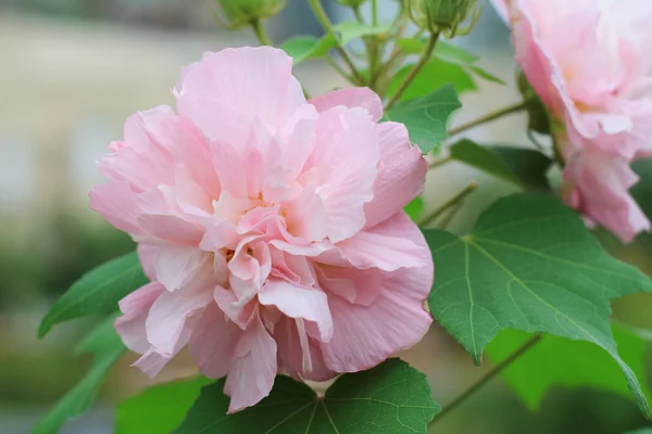 Pink mutabilis hibiscus flowers in garden under sunshine — Stock Photo, Image