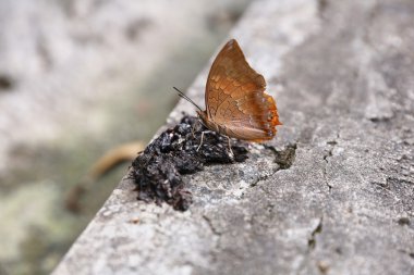 bir Gingerbread kardan adam