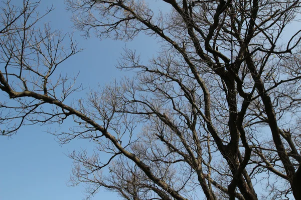 Kale takken van een boom tegen blauwe hemel, aard voorjaar CHTERGRO — Stockfoto