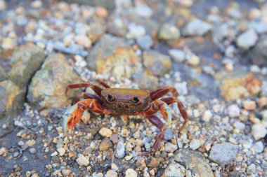 Nanhaipotamon hongkongense