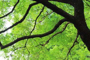  ağaç akşam yaz güneş ışığı altında 