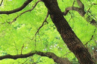  ağaç akşam yaz güneş ışığı altında 