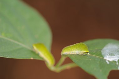 Larva beyaz Dragontail