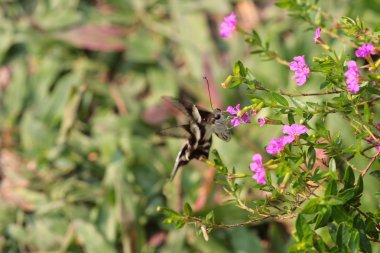 Beyaz Dragontail, Lamproptera curius