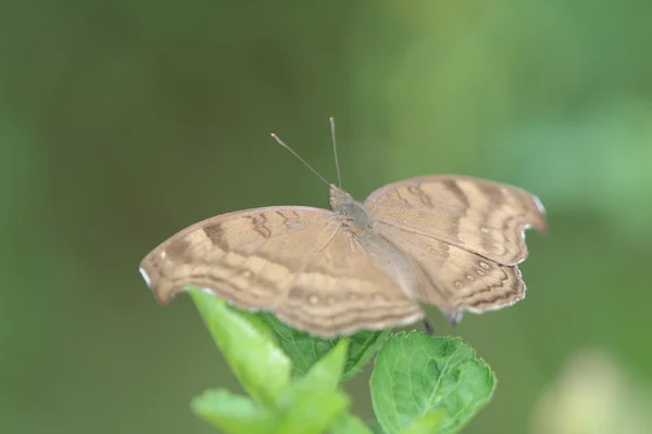 The butterfly with nature background — Stock Photo, Image