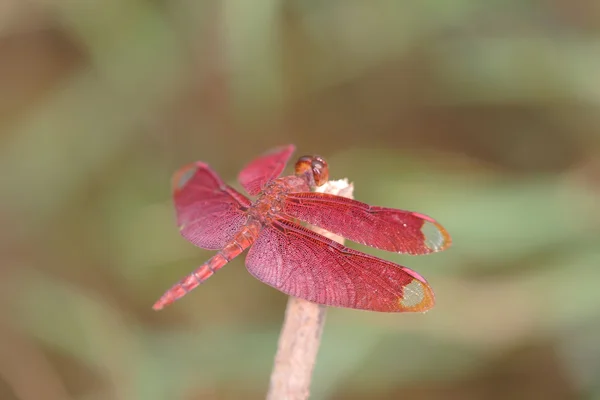 A libélula vermelha — Fotografia de Stock