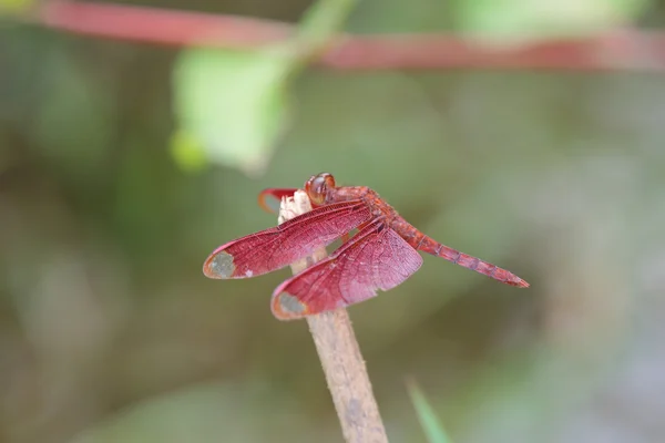Vermelho de libélula — Fotografia de Stock