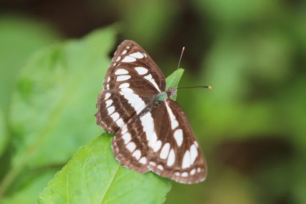 Бабочка на фоне природы — стоковое фото