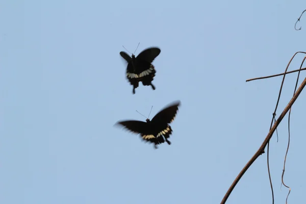 Mariposa capturada en vuelo y mostrando su tronco — Foto de Stock