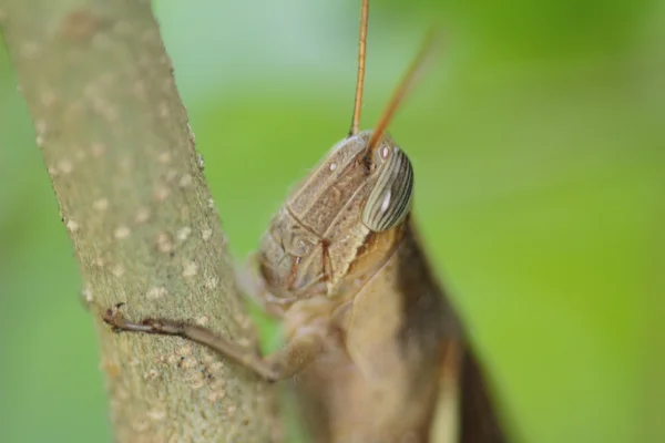 Gray grasshoper macro, eating grass. Close up — Stock Photo, Image