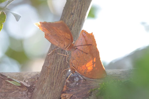 Les deux papillons — Photo