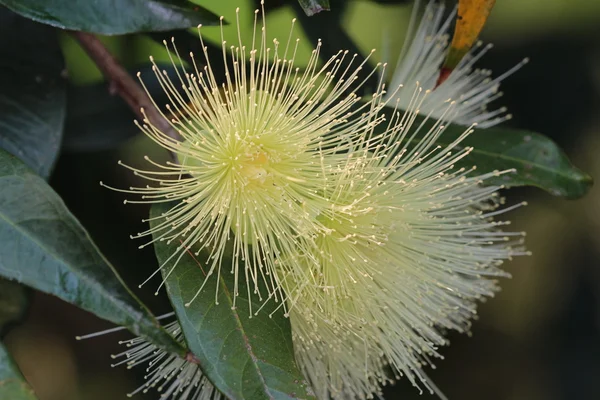 植物と花の庭の背景 — ストック写真