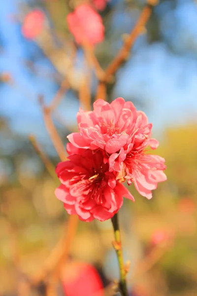 A Prunus mume — Zdjęcie stockowe