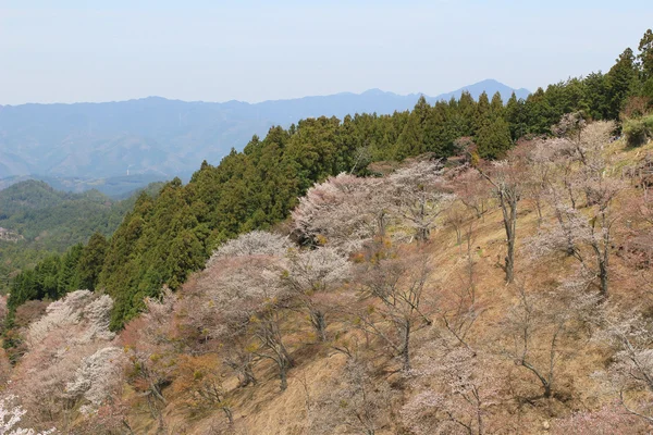 Santuário Yoshino Mikumari, Yoshinoyama, Nara, Japão — Fotografia de Stock