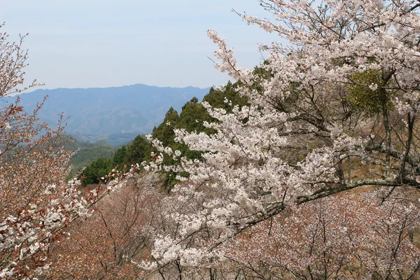 Yoshino mikumari-Schrein, yoshinoyama, nara, — Stockfoto