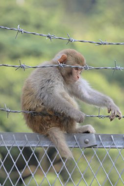 maymun Kam Shan Country Park, Kowloon, Hong Kong