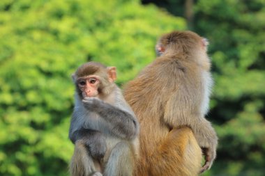 maymun Kam Shan Country Park, Kowloon, Hong Kong