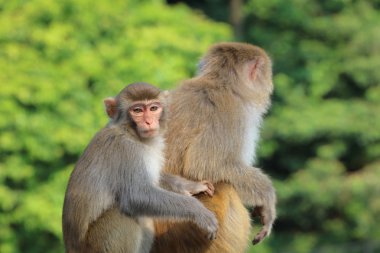 maymun Kam Shan Country Park, Kowloon, Hong Kong