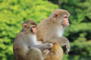 maymun Kam Shan Country Park, Kowloon, Hong Kong