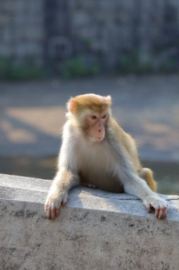 maymun Kam Shan Country Park, Kowloon, Hong Kong