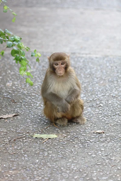カム山カントリー パーク、九龍、Hong Kong の猿 — ストック写真