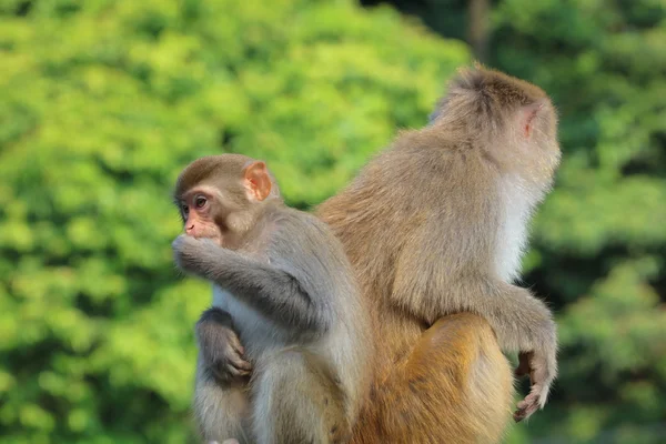 Singe en Kam Shan Country Park, Kowloon, Hong Kong — Photo