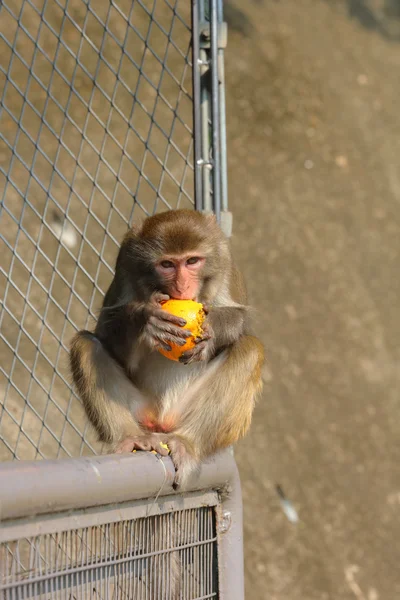 Macaco em Kam Shan Country Park, Kowloon, Hong Kong — Fotografia de Stock