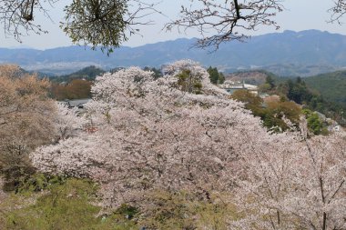  Yoshino kiraz çiçekleri