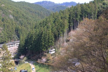 Yoshino kiraz çiçekleri