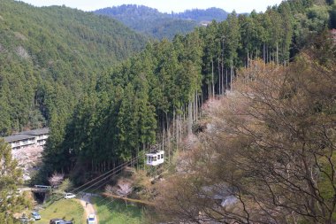 Yoshino kiraz çiçekleri