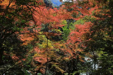 Renkli akçaağaç yaprağı arka planda sonbahar, Osaka Japonya