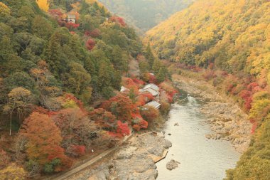 Arashiyama sonbahar yaprakları