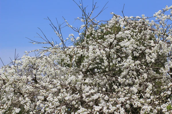 El Prunus campanulata — Foto de Stock