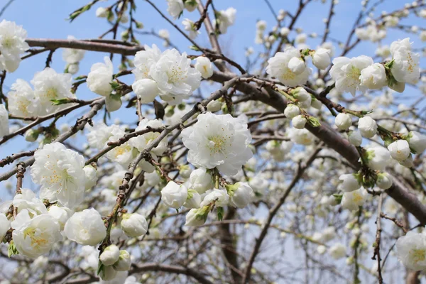 The Prunus campanulata — Stock Photo, Image