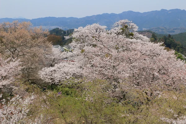 Yoshino cherry blossoms — Stockfoto