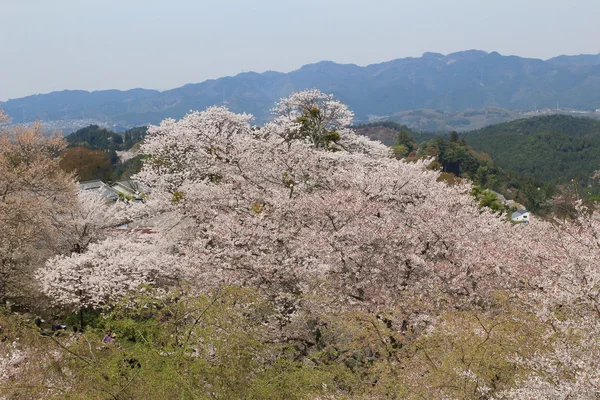 Yoshino Mikumari heiligdom, Yoshinoyama, Nara, Japan — Stockfoto