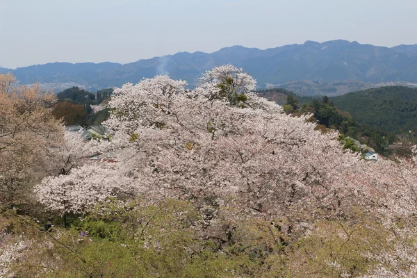 Yoshino cherry blossoms — Stock Photo, Image